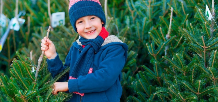 Weihnachtsbäume für „Nachbarn in Not“ startet eine Woche später